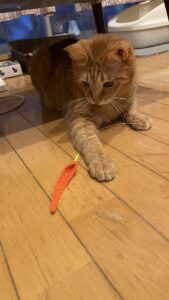 😺親子ニャンズ