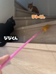 船橋市　ジジくん・テトくん・シイちゃん・リリイちゃんのお世話