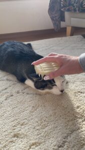 😺シニアニャンコさん☺️