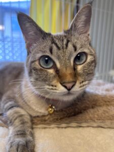 ペットホテル　猫のメイちゃん