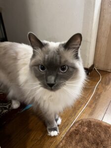 ペットシッター　箕面市　ラグドールのキキアくん　ソマリのすずちゃん　キジ猫のコニャンちゃん