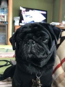 ペットホテル　箕面　パグ犬　ガルシアくん