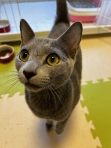 ペットホテル　ロシアンブルー　ルルくん