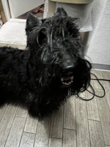 お散歩代行　箕面市　スコティッシュテリア　蓬ちゃん