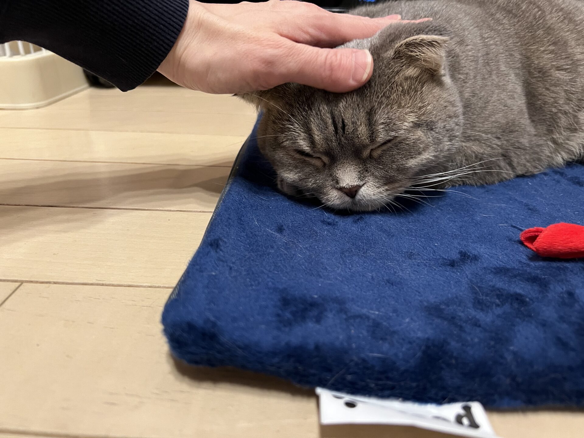 むぎちゃん　通常＆ショートコース　リピートのご依頼♪