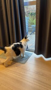 😺甘えん坊max☺️