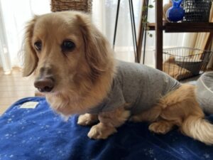 ペットシッター　茨木市　ミニチュアダックスフンド　あんじくん