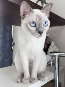 ペットシッター　箕面市　トンキニーズ　とあちゃん