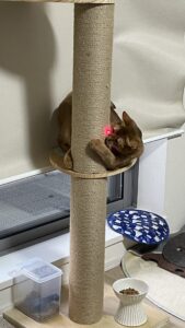 😺ポインター大好き😺