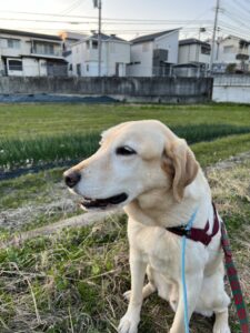 ペットシッター　箕面市　ラブラドールレトリーバー　竜之介くん