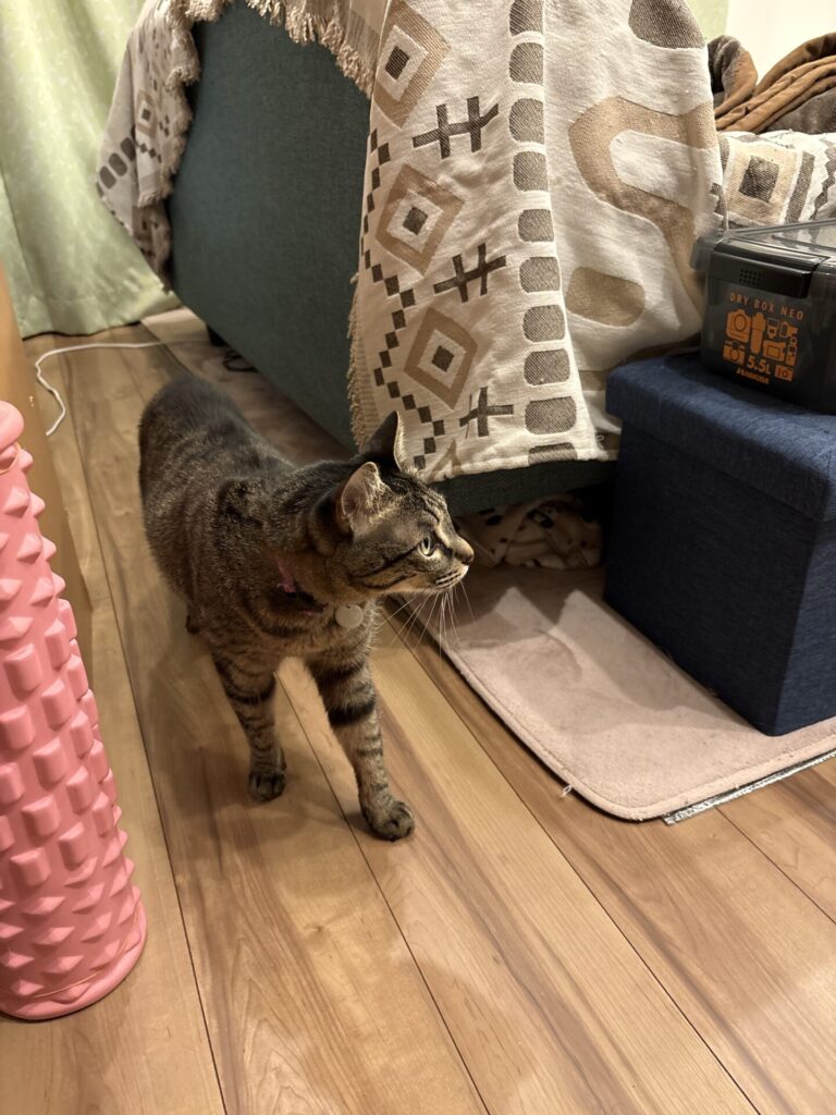 ゆづ君、みなちゃん、ひばちちゃんのお世話(三島市)