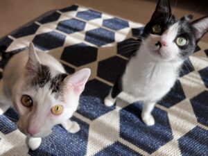 ペットシッター　吹田市　猫のあんずちゃんとサボくん