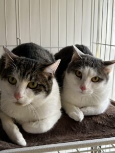 ペットホテル　猫　マルちゃんとリンちゃん