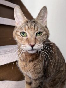 ペットシッター　豊中市　猫のショコラちゃん