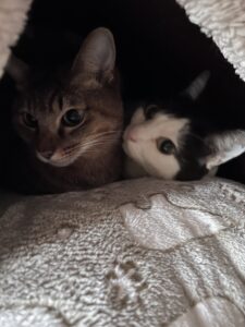 ペットシッター　箕面市　猫のみおちゃんとまおちゃん