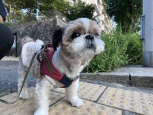 ペットシッター　箕面市　シーズーゆきちくん　ロシアンブルーのセナくん