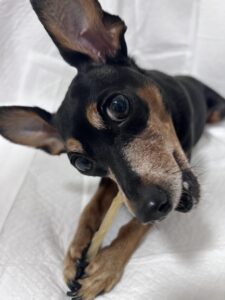 ペットシッター　箕面市　ミニチュアピンシャー　チョコくん