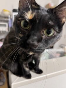 ペットシッター　茨木市　サビ猫のジージョちゃん