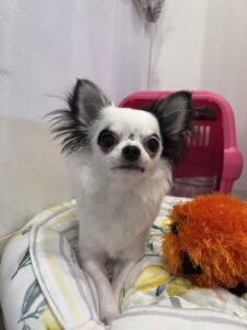 ペットシッター　箕面市　チワワ　ぱんだちゃん