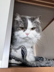 ペットシッター　箕面市　スコティッシュフォールドのメロンくんとペルシャのモルちゃん　