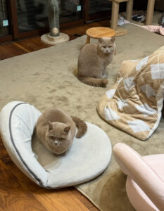 ペットシッター　箕面市　ブリティッシュショートヘアのラテちゃんとヴィンくん