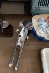 ペットシッター　箕面市　イタリアングレイハウンド　ジェイコブくん