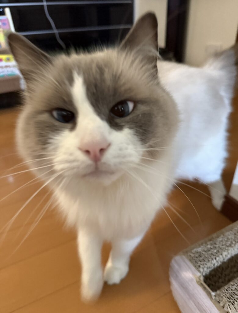 ペットシッター　箕面市　ラグドール　ペルルくん