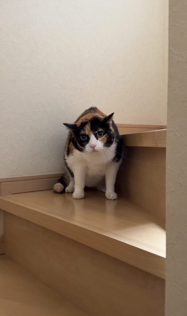 ペットシッター　箕面市　三毛猫のウィッシュちゃん