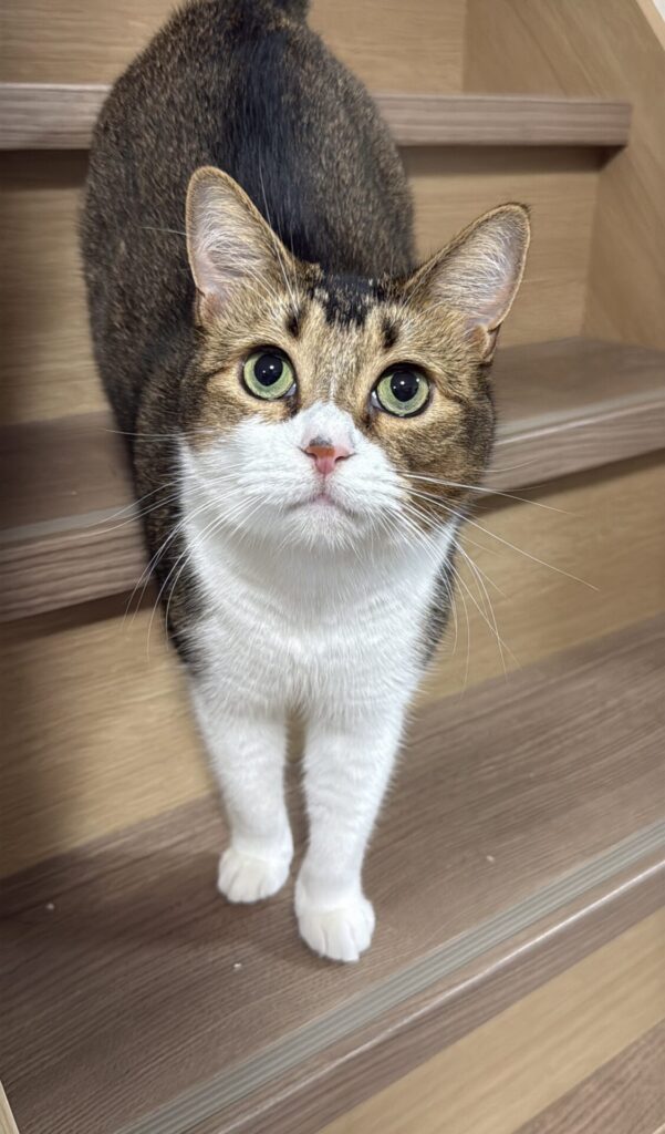 ペットシッター　箕面市　マンチカンのもなかくんとおこげちゃん、サイベリアンのおもちちゃん