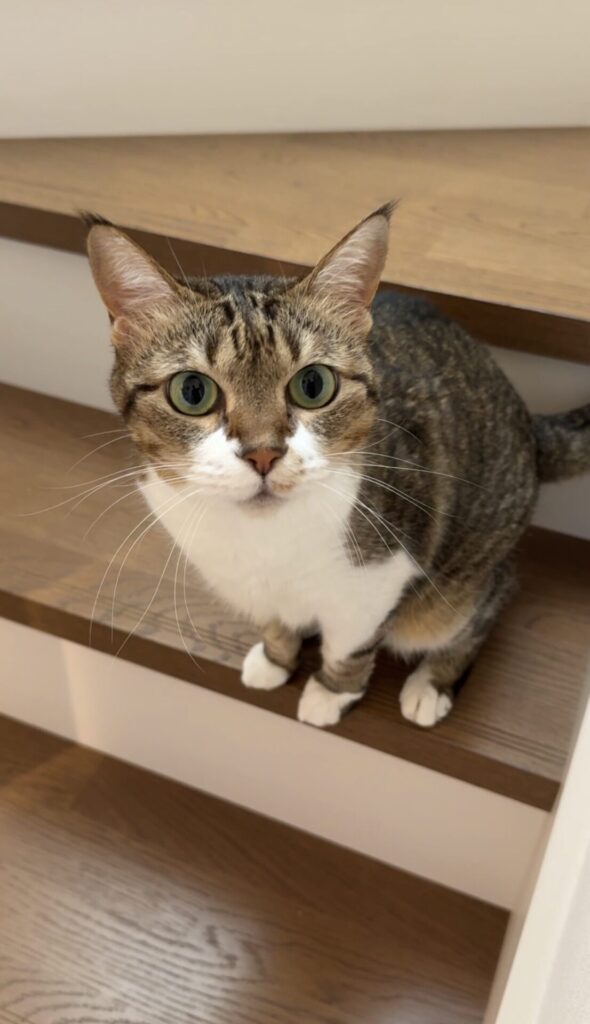 ペットシッター　箕面市　猫のするめちゃんとひらめちゃん