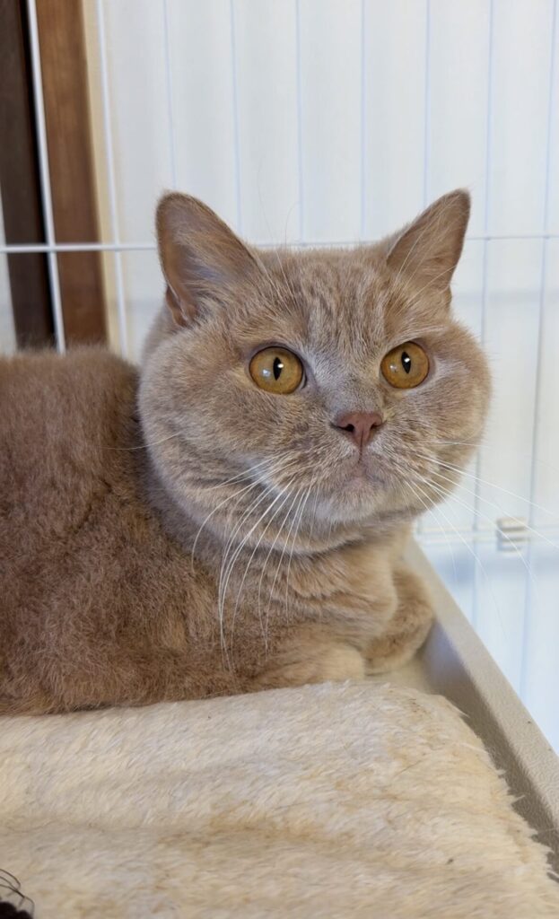 ペットホテル ブリティッシュショートヘアのはくろうくん アメリカンショートヘアのあめきちくん マンチカンのまるいちくん