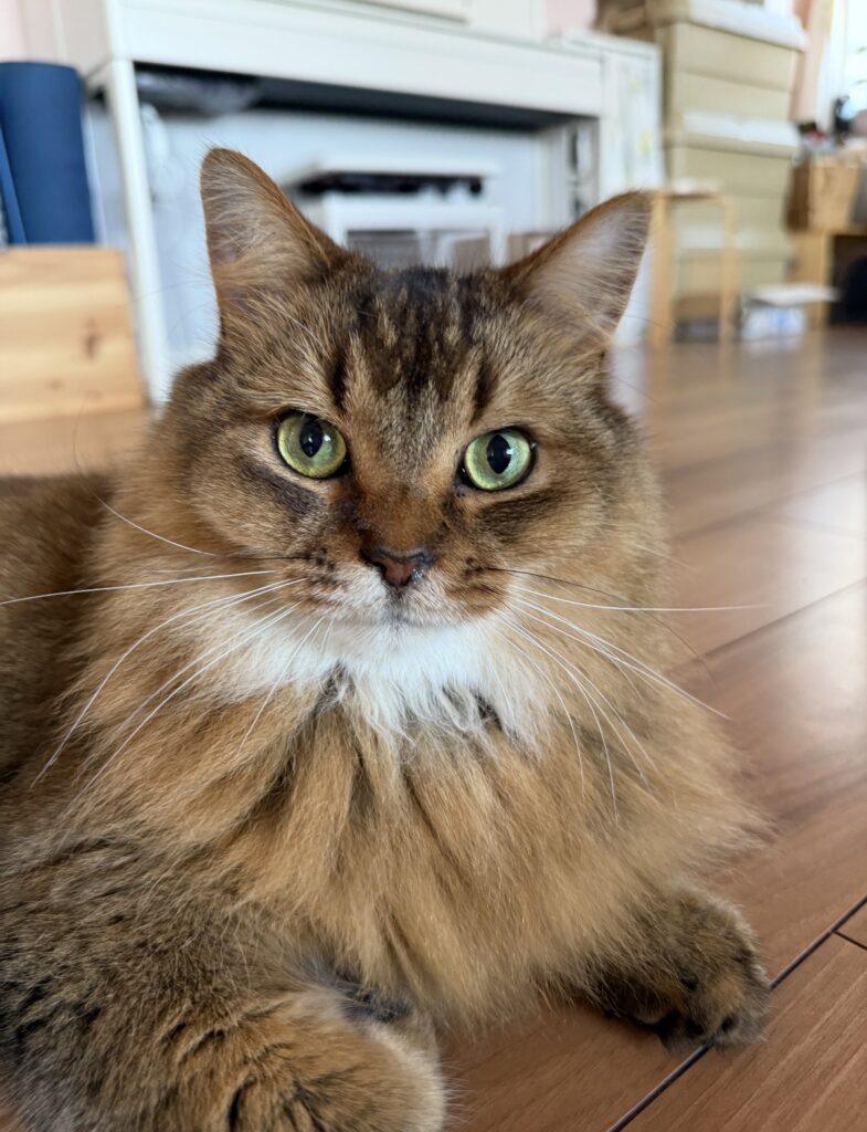 ペットシッター　スコティッシュフォールドのミロくん