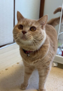 ペットホテル　スコティッシュフォールドのきなこちゃん