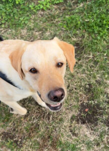 ペットシッター　箕面市　ラブラドールレトリーバー