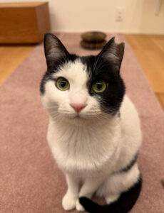 ペットシッター　豊中市　猫のなぎちゃん