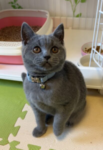 ペットホテル　ブリティッシュショートヘアのノアちゃん