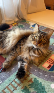 ペットシッター　箕面市　メインクーン　アポロンくん