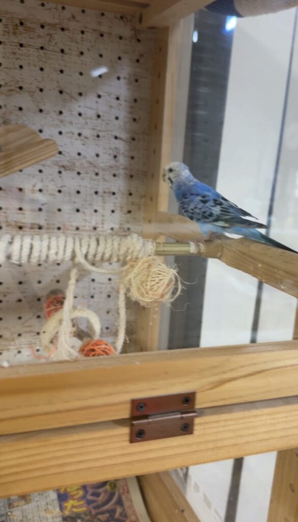 ペットシッター　茨木市　セキセイインコのテレサちゃん、カロンちゃん、ジュゲムちゃん　オカメインコのチノちゃん　文鳥のパモちゃん　リクガメのノコちゃん　