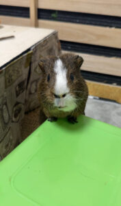 ペットシッター　豊中市　モルモット　おはぎくん