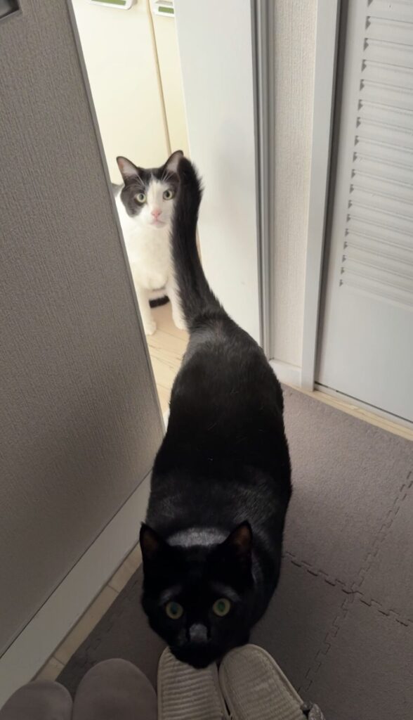 ペットシッター　箕面市　猫のレンくんとくーちゃん