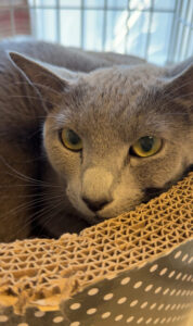 ペットホテル　ロシアンブルーのルルくん