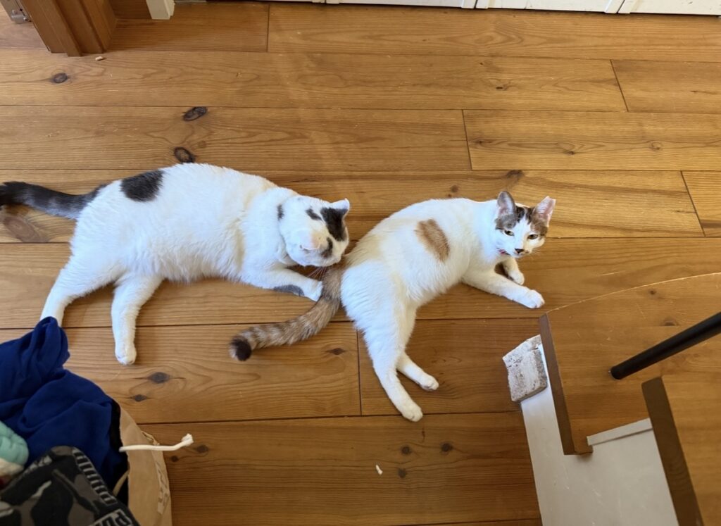 ペットシッター　箕面市　猫のニャニャ丸くんとゆずちゃん