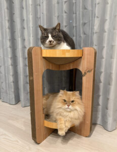 ペットシッター　箕面市　マンチカンのココくんとラガマフィンのレオくん