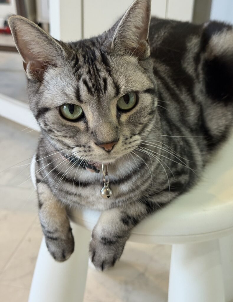 ペットシッター　豊中市　アメリカンショートヘアのあびーちゃん