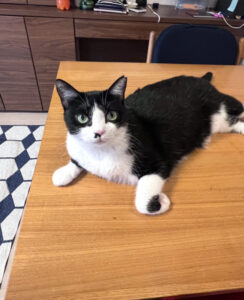 ペットシッター　吹田市　猫のあんずちゃんとサボくん