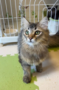 ペットホテル　サイベリアン　むぎくん