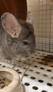 ペットシッター　箕面市　チンチラのあずきちゃん