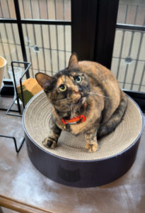 ペットシッター　箕面市　サビ猫のこはるさん