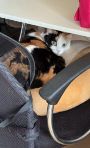 ペットシッター　箕面市　猫のみつちゃんとしらたまくん