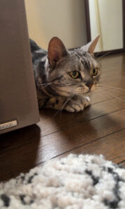 ペットシッター　箕面市　アメリカンショートヘアのタビィちゃん